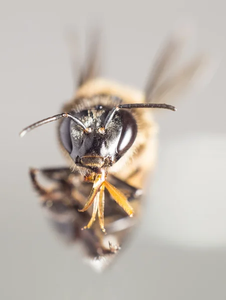 Insecto abeja — Foto de Stock