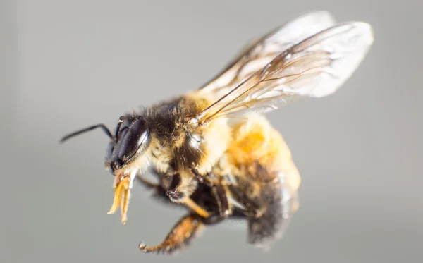 Insekt Biene — Stockfoto