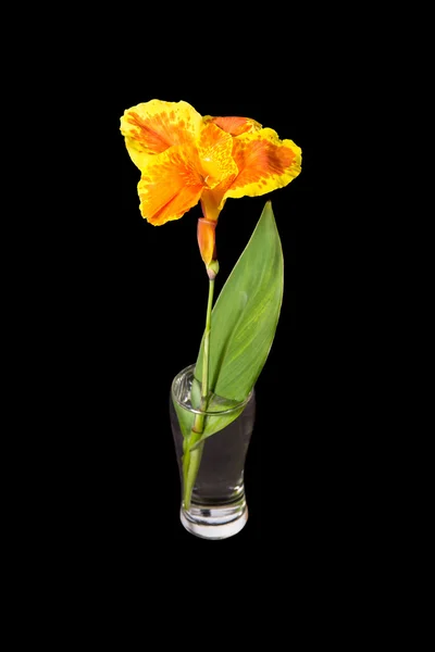 India short plant or canna lily — Stock Photo, Image