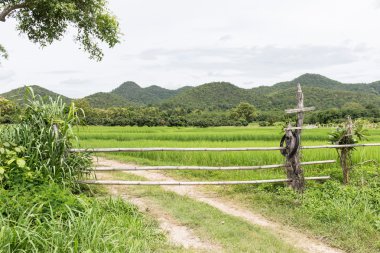 Bambu fecne ve kapı