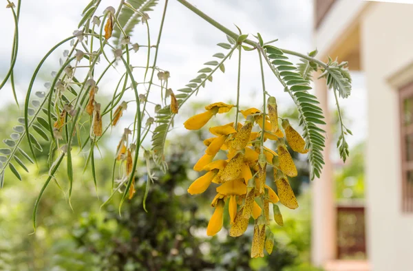 Sesbania flower — Stock Photo, Image