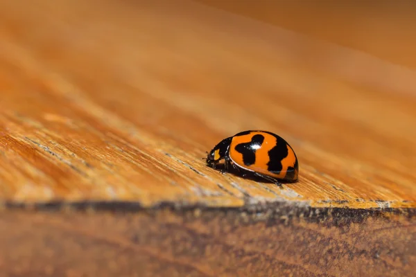 Un insecto mariquita — Foto de Stock