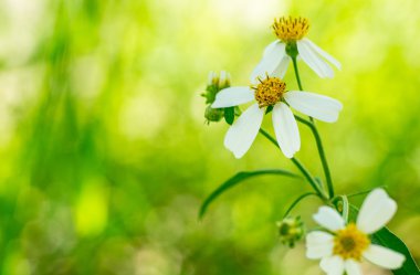 beyaz çiçek arka plan bulanıklık