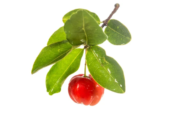 Acerola meyve yaprak ile