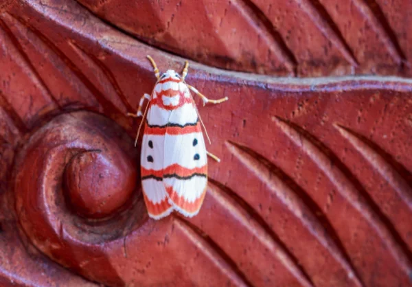 White moth insect — Stock Photo, Image