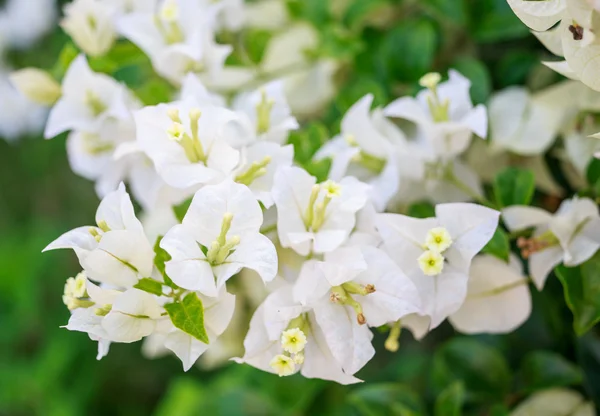 White Bougainvillea flower — Stock Photo, Image