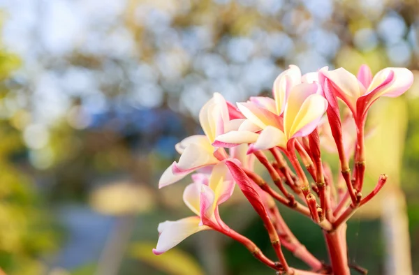 Bouquet de fleurs de Plumeria — Photo