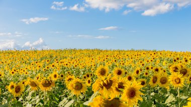 güzel ayçiçeği alan