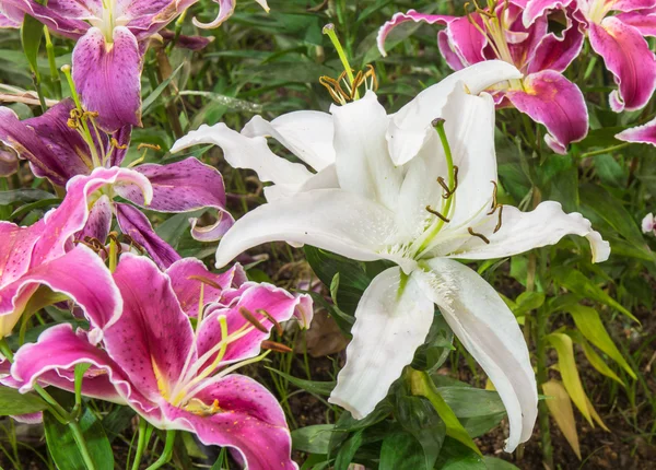 Beautiful lily flower — Stock Photo, Image