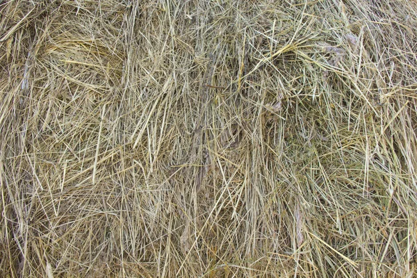 Hay texture — Stock Photo, Image