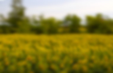 Bulanık alan ayçiçeği hareket