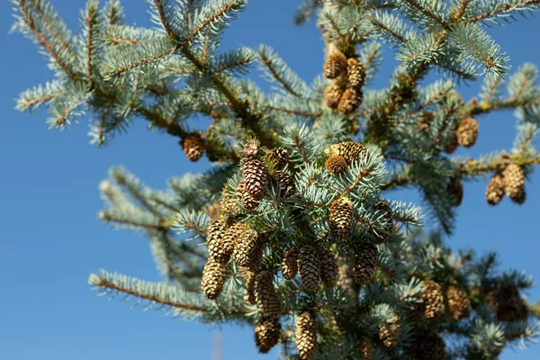 Coniferous Tree Pine Cones Blue Clear Sky Forest Nature Background — Stock Photo, Image