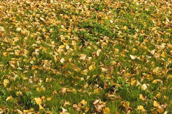 가을 혹은 가을이 시작 된다. 밝은 초록빛 풀 위에 있는 노란 잎 — 스톡 사진