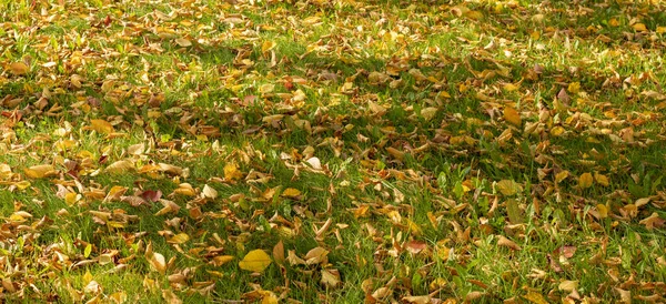 Césped de hierba verde con hojas amarillas. Fondo de naturaleza soleada. Colorido otoño —  Fotos de Stock