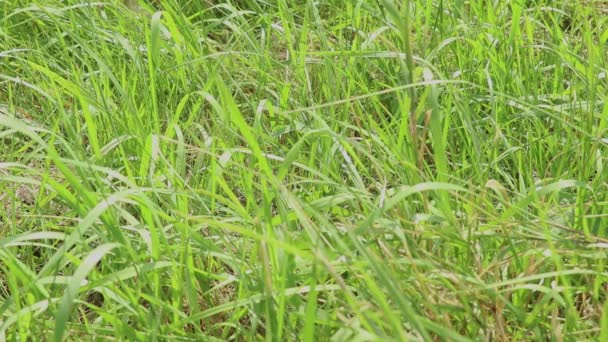 Hohes Grünes Gras Büsche Windhintergrund Naturaufnahmen Vom Sommer — Stockvideo