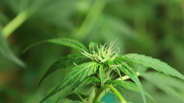 Cannabis Bud Formando Folhas Tempo Crescente Lapso Filmagem Planta Maconha — Vídeo de Stock