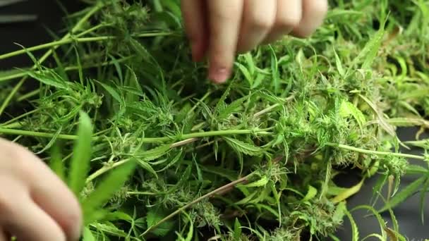 大大麻植物 大麻芽收获日 有机杂草生长 用剪刀修剪 — 图库视频影像