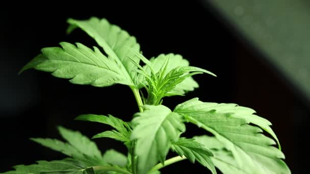 Folhas Maconha Crescem Imagens Lapso Tempo Escuro Horário Planta Cannabis — Vídeo de Stock