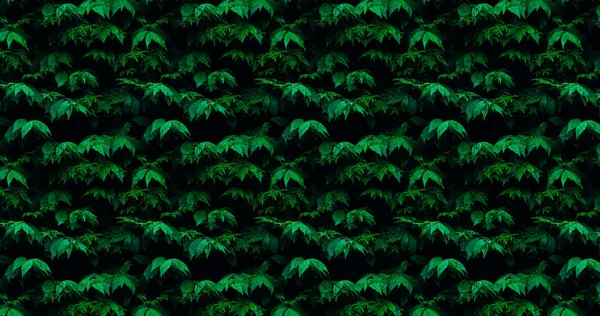 Different Green Leaves Pattern Background Nature Design Template — Stock Photo, Image
