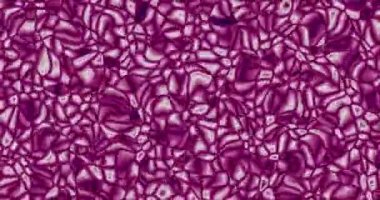 Canlı mor animasyon döngüsü arka plan görüntüleri. Soyut hareket grafik düzeni