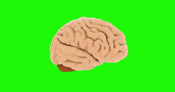 Человеческий мозг вращается на зеленом фоне экрана. Мозговой хроматический ключ — стоковое видео