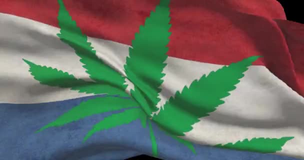 大麻の葉を持つオランダ国旗 国の医療マリファナの法的地位 オランダ政府とThc 雑草に関する社会問題 法律のニュース — ストック動画