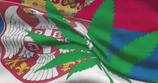 带有大麻叶的塞尔维亚国旗 医疗大麻在国内的法律地位 塞尔维亚政府和人口贩运委员会 关于杂草的社会问题 刑事和法律新闻 — 图库视频影像