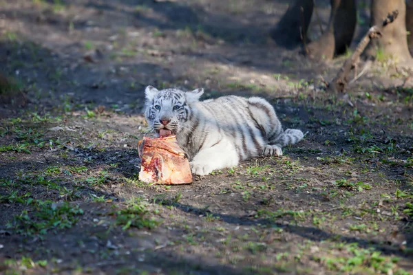 Vit tiger — Stockfoto