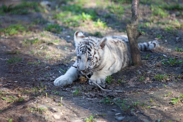 Vit tiger — Stockfoto