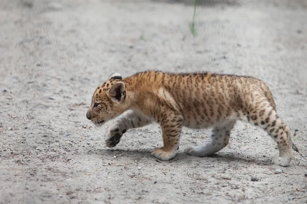 Liger — Stock fotografie