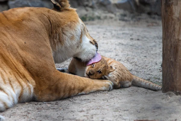 Liger — Stock Photo, Image