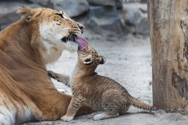 Liger — Stock fotografie