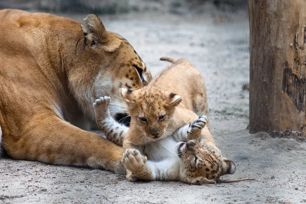 Liger — Foto de Stock