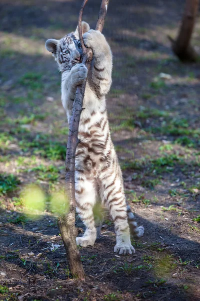 Fehér tigris Stock Kép