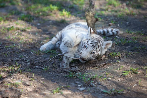 Белый тигр Стоковое Фото