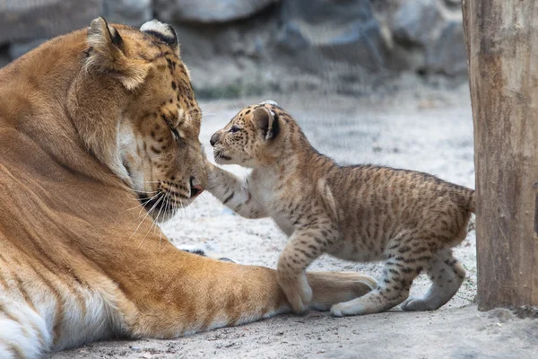 Liger Imagen De Stock