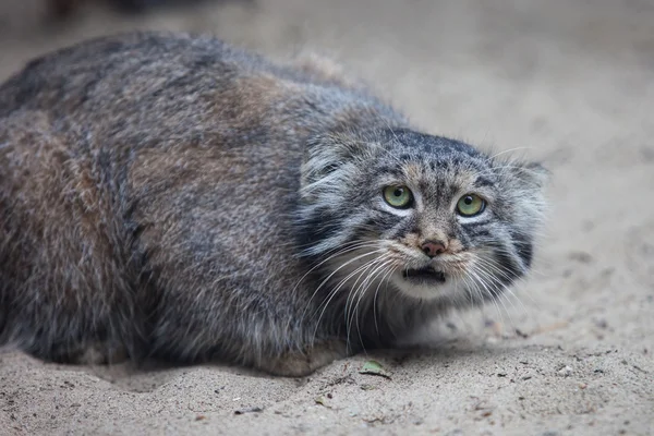 帕拉斯的猫 — 图库照片