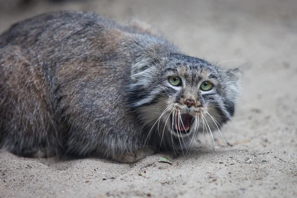 Kucing Pallas — Stok Foto