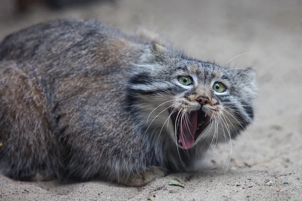 El gato de Pallas — Foto de Stock