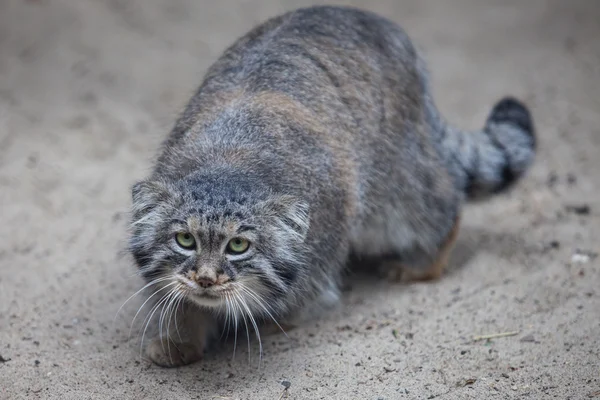 帕拉斯的猫 免版税图库图片