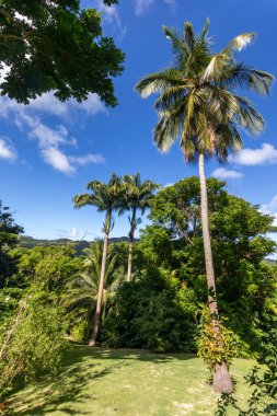 Çiçek Ormanı Botanik Bahçesi, Barbados, Batı Hint Adaları