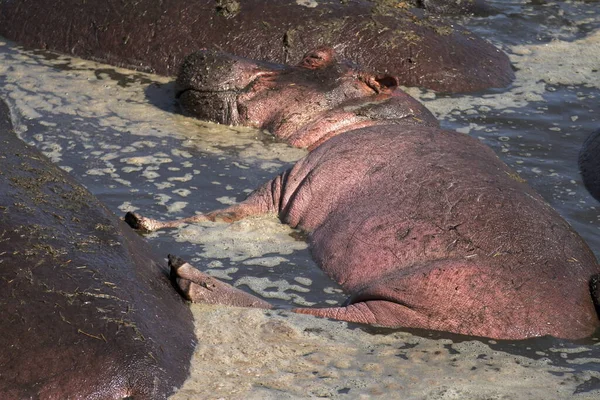 Hipopótamo Durmiendo Baño África —  Fotos de Stock