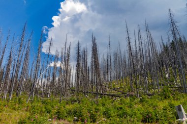 Kanaskis Ülkesi, Banff, Alberta, Kanada