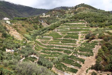 Teras kültürü - Monterosso al mare - Cinque Terre - İtalya