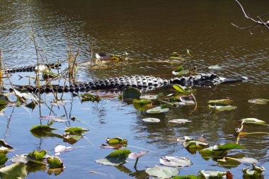 Everglades 'teki Timsah - Florida - ABD