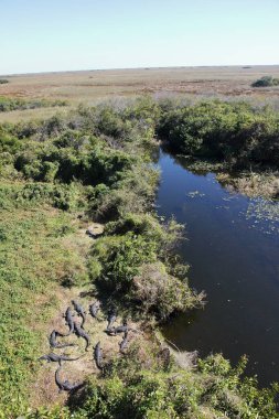 Everglades 'teki Timsah - Florida - ABD