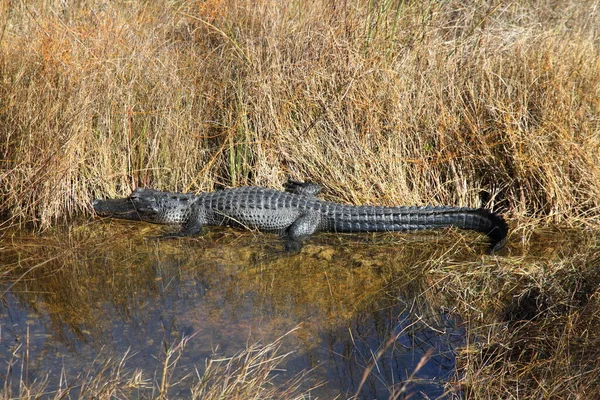 Alligator Dans Les Everglades Floride États Unis — Photo