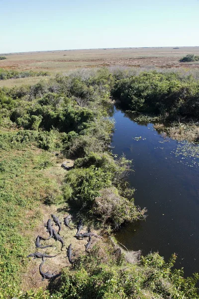 Everglades 'teki Timsah - Florida - ABD