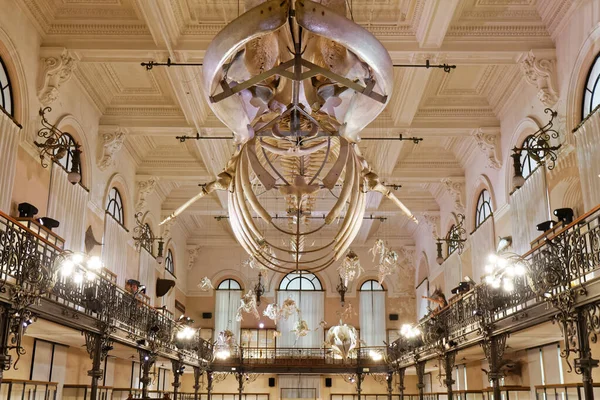 Монако Океанографический Музей Китовый Скелет Лицензионные Стоковые Изображения