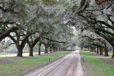 Oak Alley - Boone Hall Çiftliği - Charleston, SC - ABD